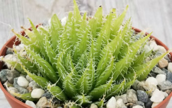 Haworthia decipiens var. xiphiophylla