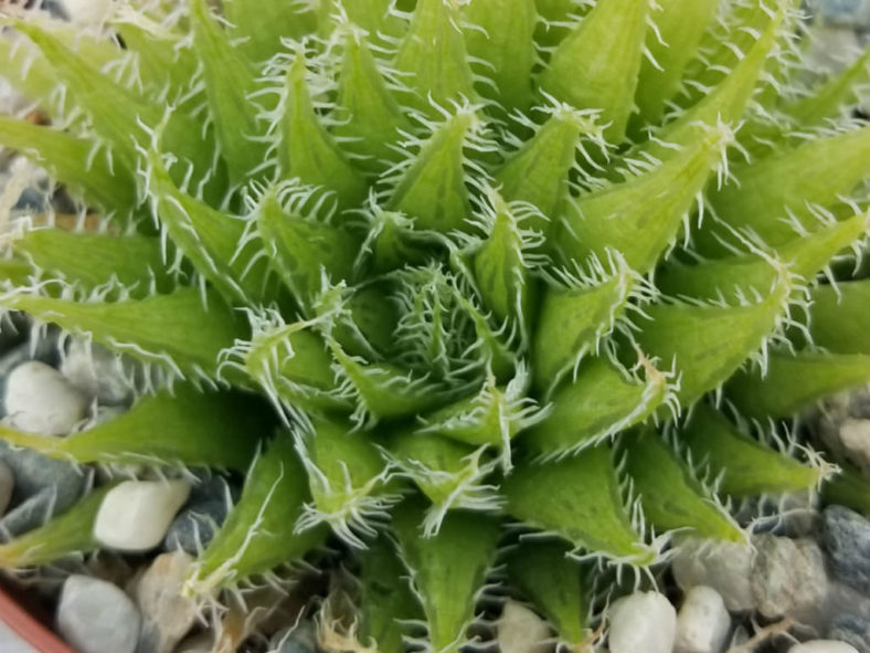 Haworthia decipiens var. xiphiophylla