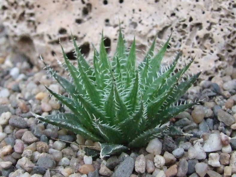 Haworthia decipiens var. xiphiophylla