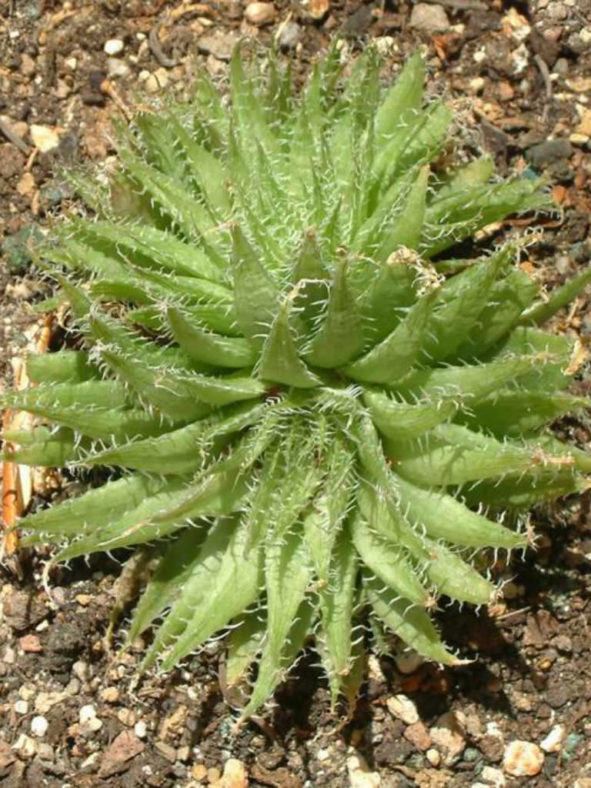 Haworthia decipiens var. xiphiophylla