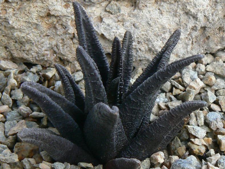 Haworthiopsis sordida aka Haworthia sordida