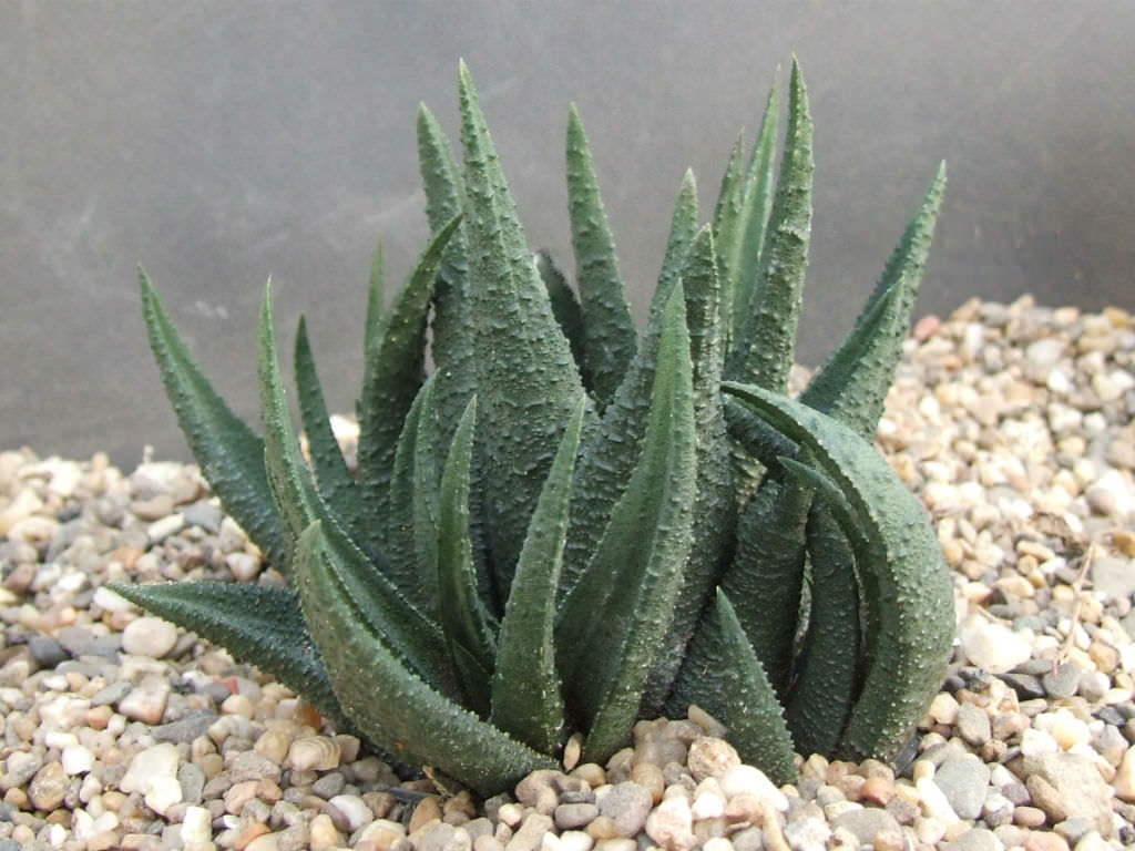 Haworthiopsis sordida aka Haworthia sordida