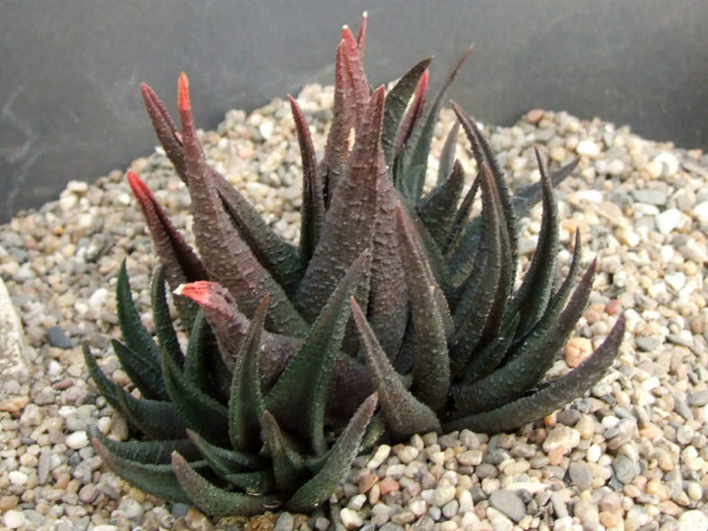 Haworthiopsis sordida aka Haworthia sordida