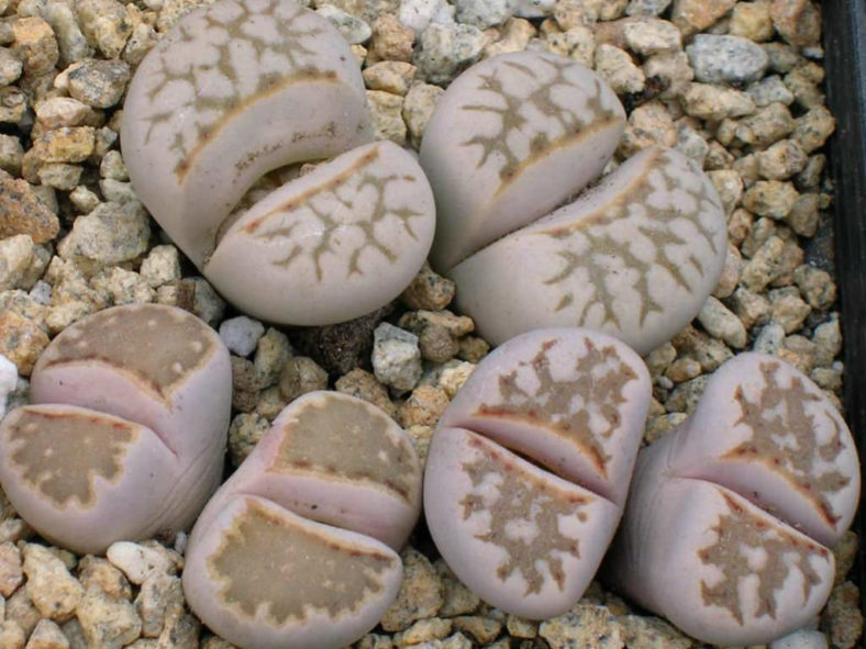 Lithops julii (Living Stones)