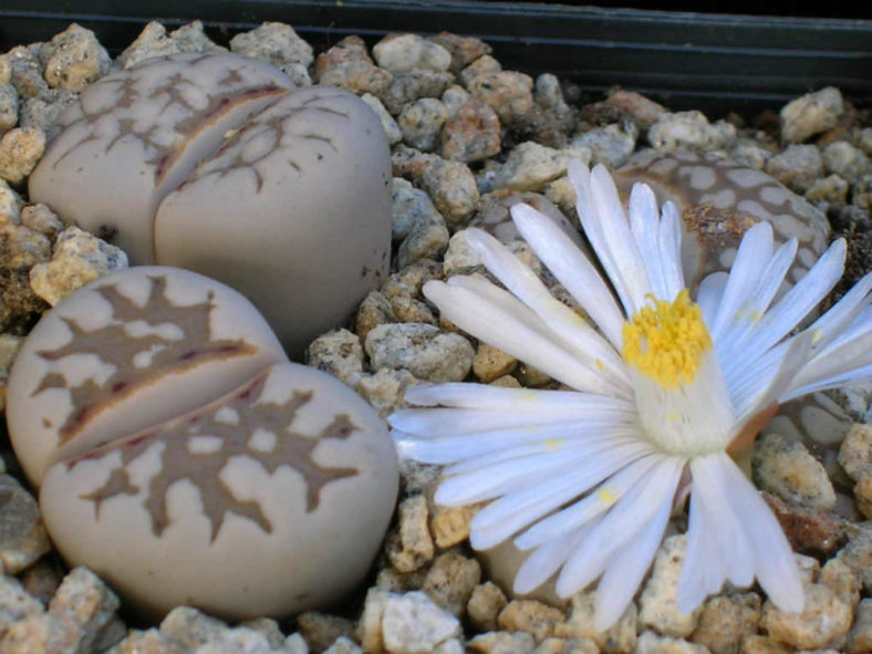 Lithops julii (Living Stones)