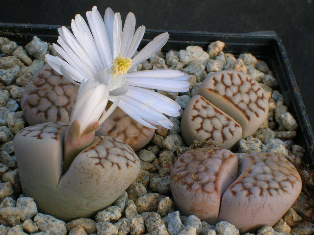 Lithops julii (Living Stones)