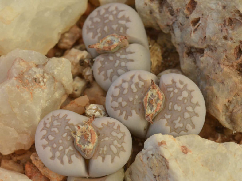 Lithops julii (Living Stones)