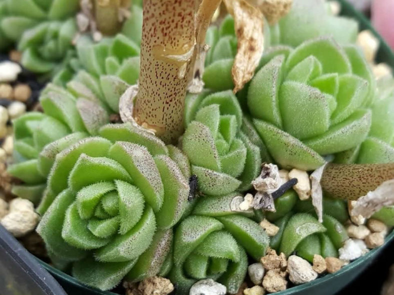 Sedum hemsleyanum (Princess Necklace)