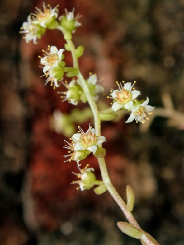 Sedum hemsleyanum (Princess Necklace)