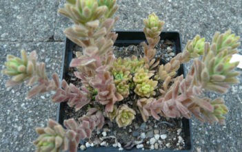 Sedum hemsleyanum (Princess Necklace) Sedum hemsleyanum (Princess Necklace)