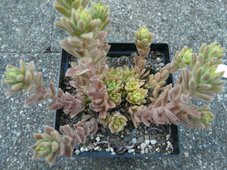 Sedum hemsleyanum (Princess Necklace)