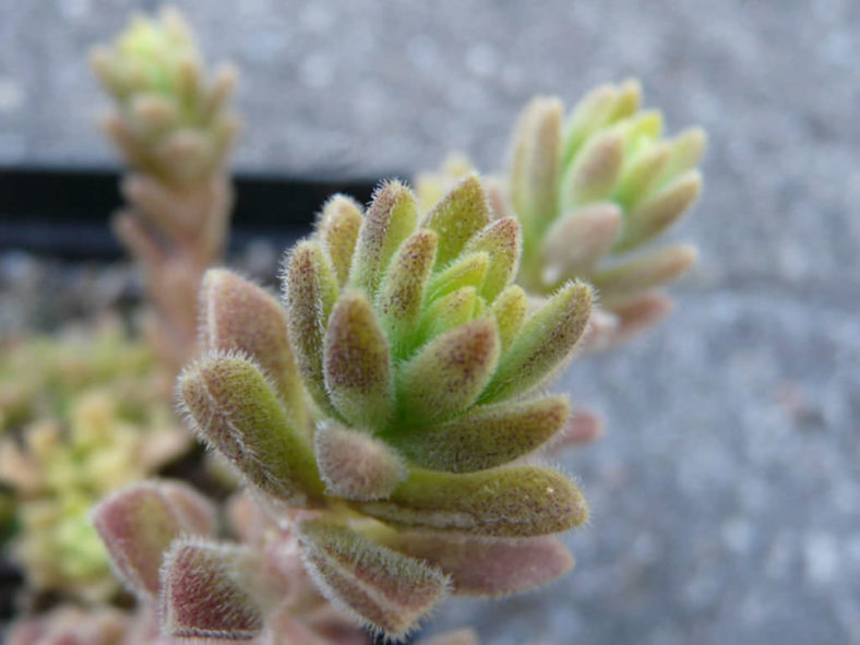 Sedum hemsleyanum (Princess Necklace)