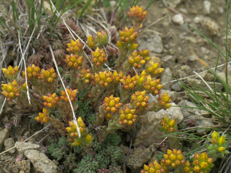 Sedum lanceolatum (Spearleaf Stonecrop)