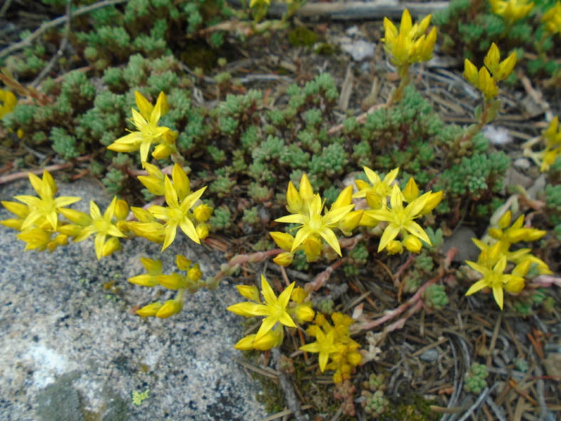 Sedum lanceolatum (Spearleaf Stonecrop)