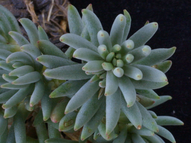 Sedum lanceolatum (Spearleaf Stonecrop)