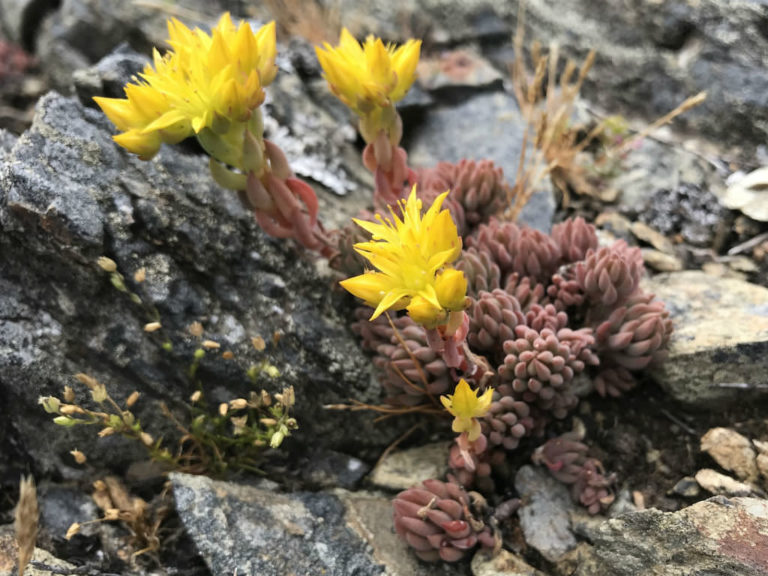 Sedum Lanceolatum