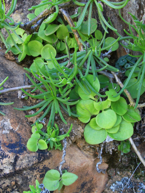 Tylecodon florentii