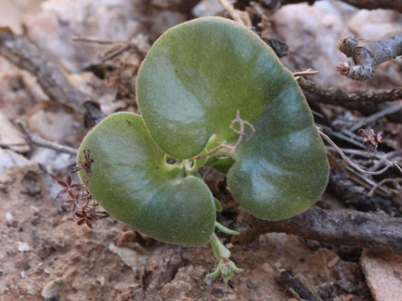 Tylecodon florentii