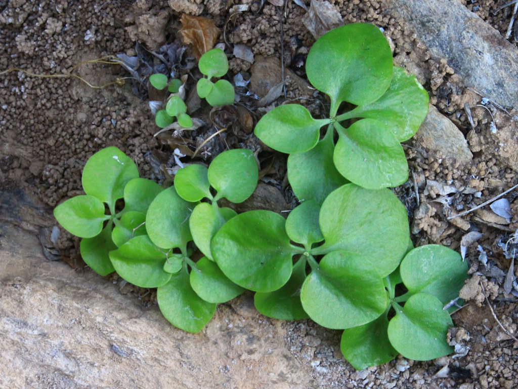 Tylecodon florentii