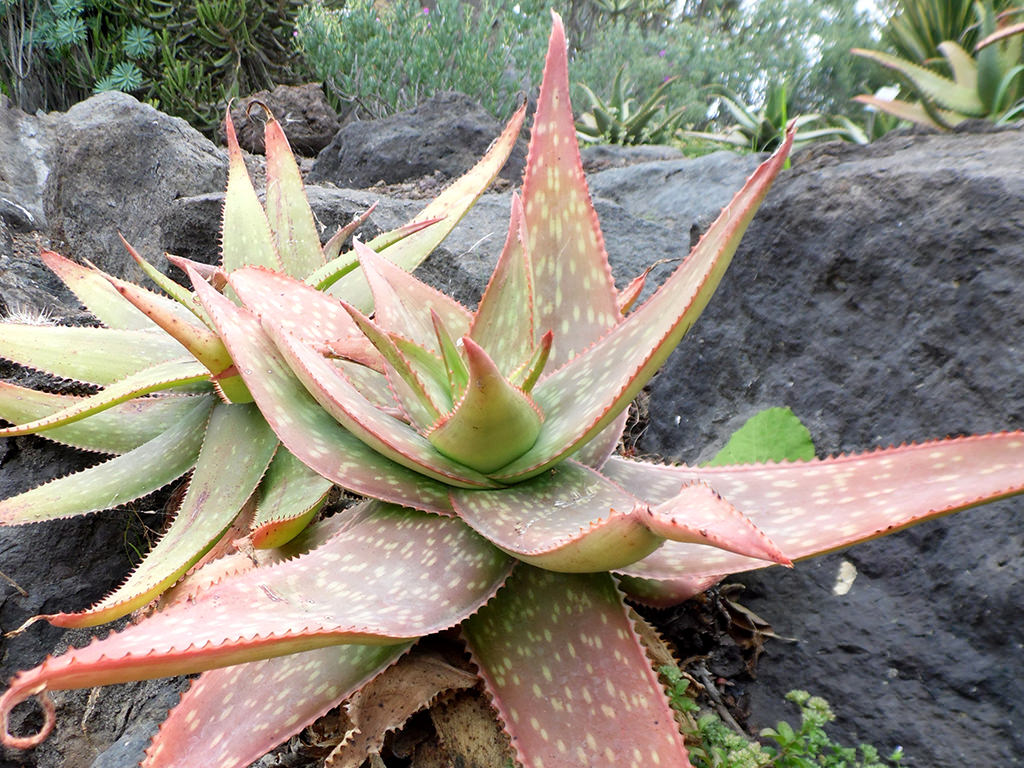 Aloe umfoloziensis