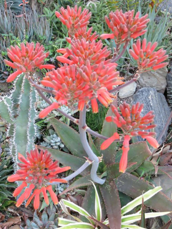 Aloe umfoloziensis