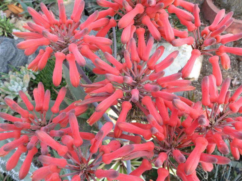 Aloe umfoloziensis