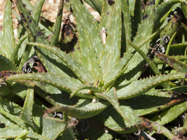 Aloe umfoloziensis