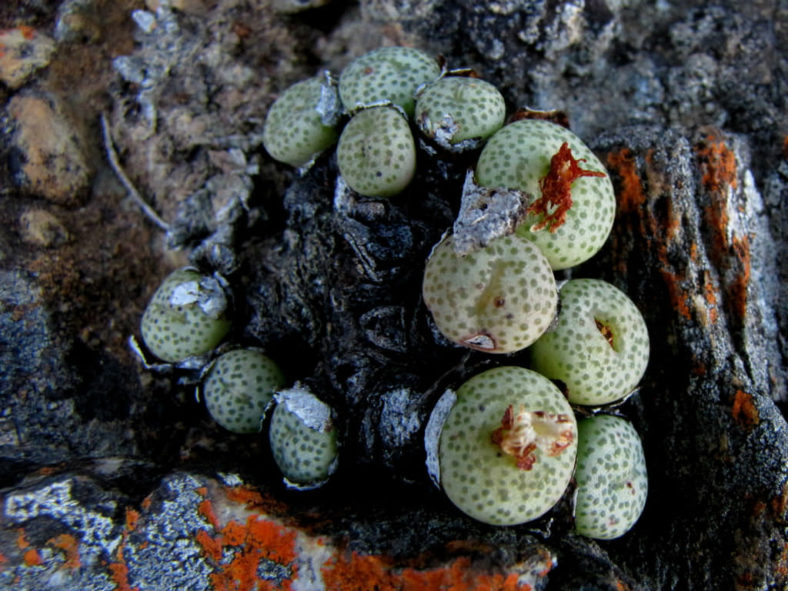 Conophytum truncatum (Eastern Buttons)