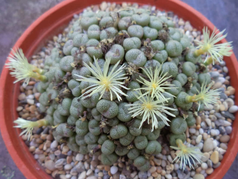 Conophytum truncatum (Eastern Buttons)