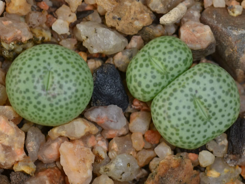 Conophytum truncatum (Eastern Buttons)