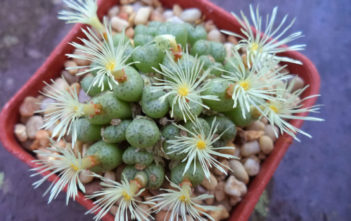 Conophytum truncatum (Eastern Buttons) Conophytum truncatum (Eastern Buttons)