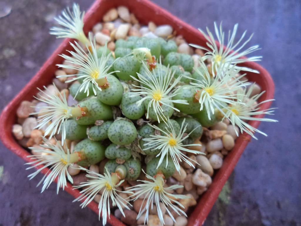 Conophytum truncatum (Eastern Buttons)