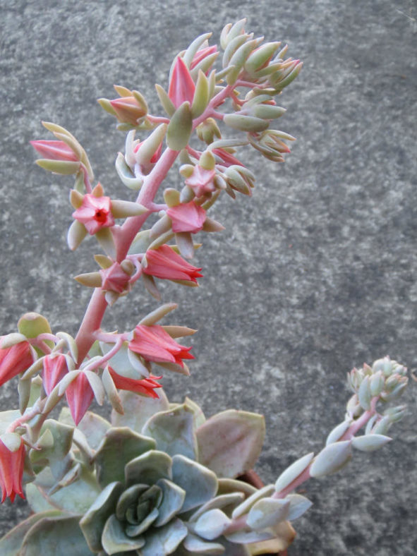 Echeveria 'Bambino'