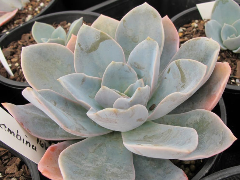 Echeveria 'Bambino'