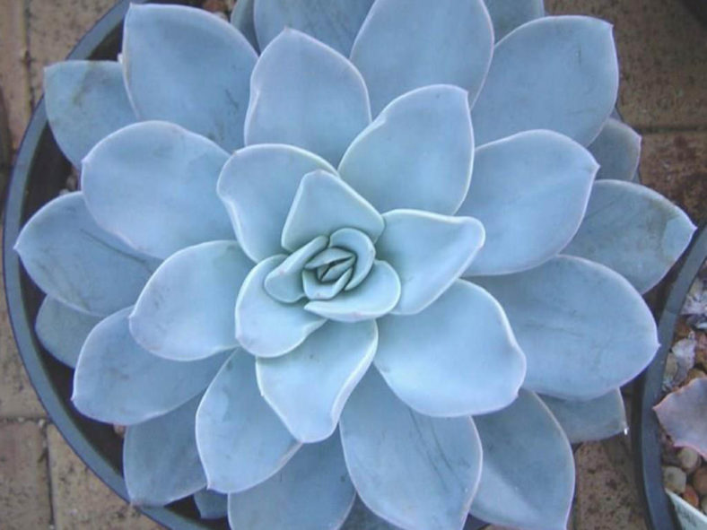 Echeveria 'Bambino'