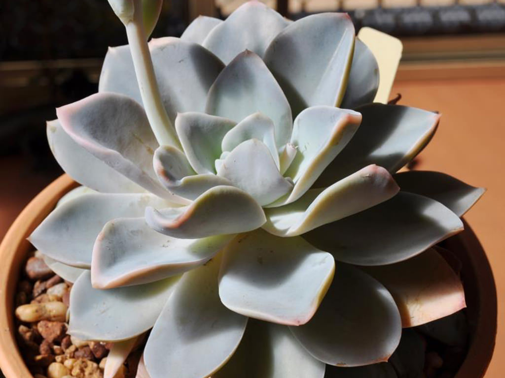 Echeveria 'Bambino'