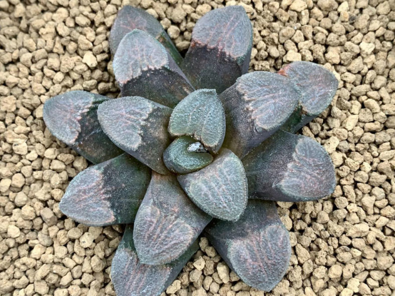 Haworthiopsis bruynsii (Pad Haworthia)