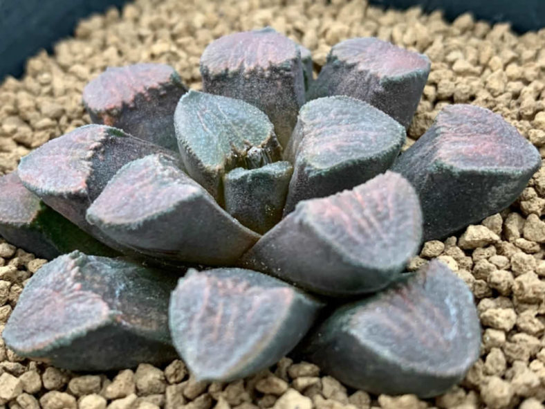 Haworthiopsis bruynsii (Pad Haworthia)