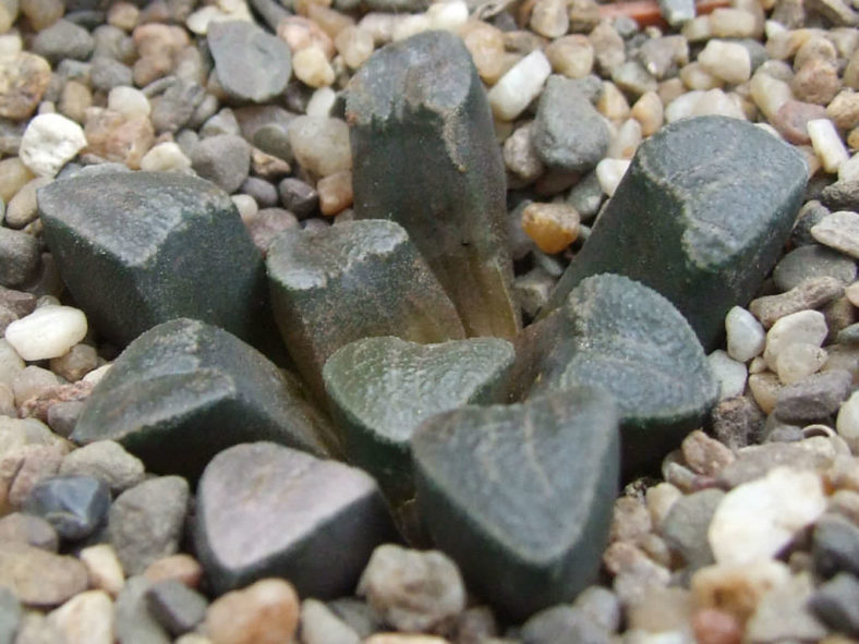 Haworthiopsis bruynsii (Pad Haworthia)