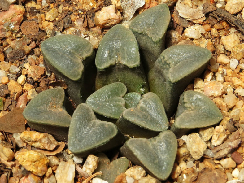 Haworthiopsis bruynsii (Pad Haworthia)