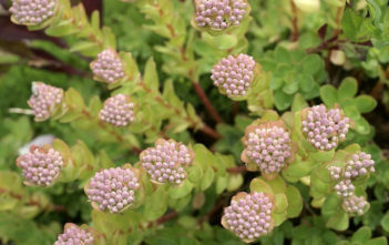 Hylotelephium anacampseros (Love Restorer) Hylotelephium anacampseros (Love Restorer)