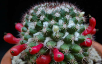 Mammillaria mammillaris (Woolly Nipple Cactus) Mammillaria mammillaris (Woolly Nipple Cactus)