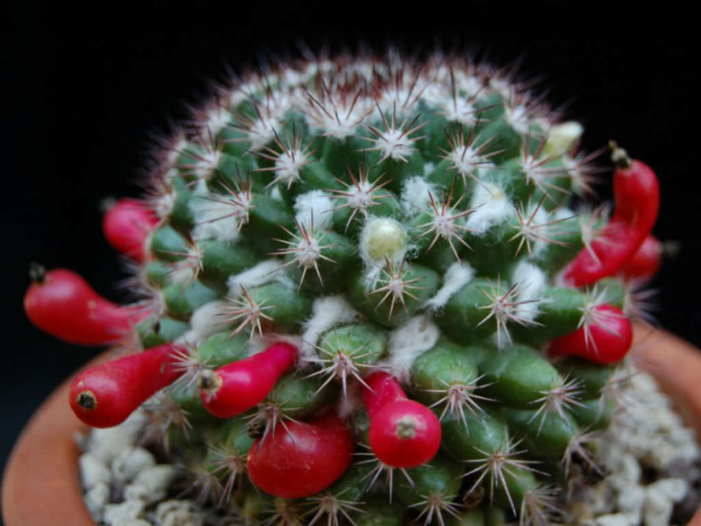 Mammillaria mammillaris ماميلاريا ماميلارس Mammillaria-mammillaris-Woolly-Nipple-Cactus1