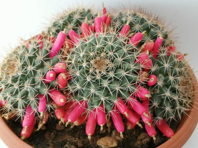 Mammillaria mammillaris (Woolly Nipple Cactus)