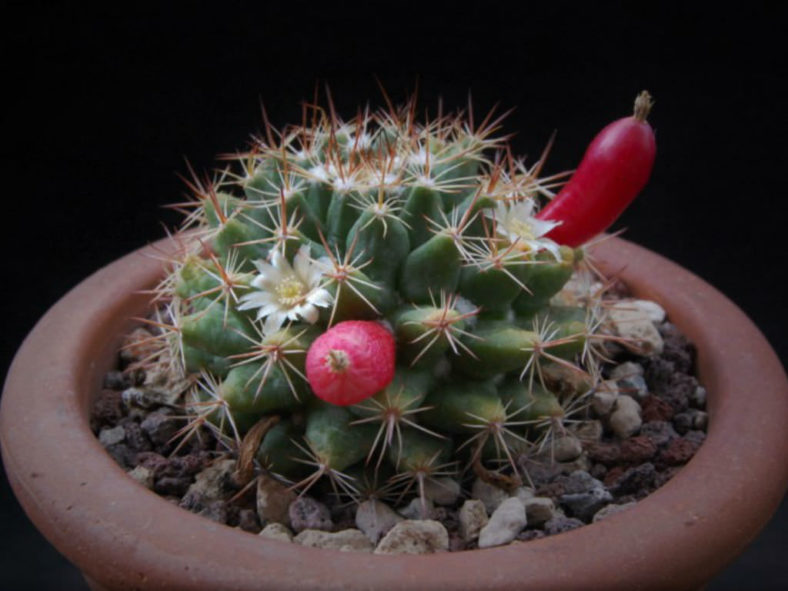 Mammillaria mammillaris (Woolly Nipple Cactus)