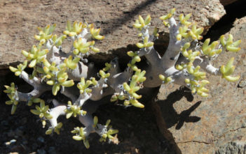 Tylecodon hallii Tylecodon hallii
