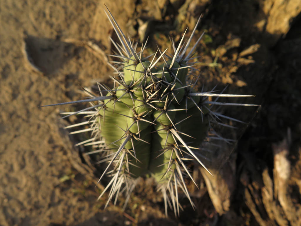 Cereus fricii