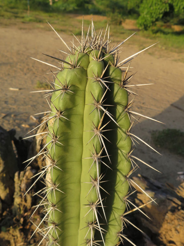 Cereus fricii