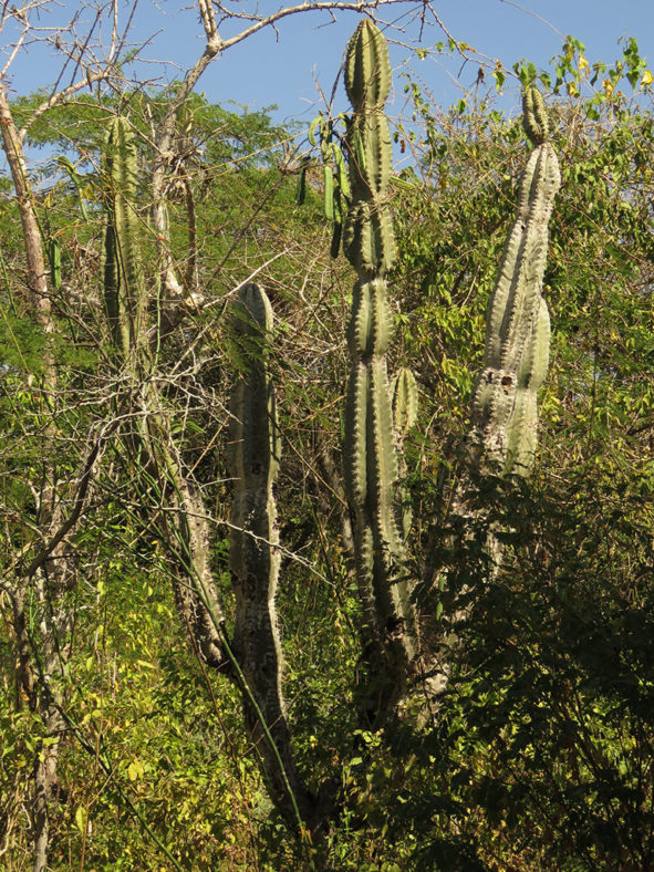 Cereus fricii