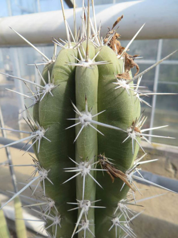 Cereus fricii